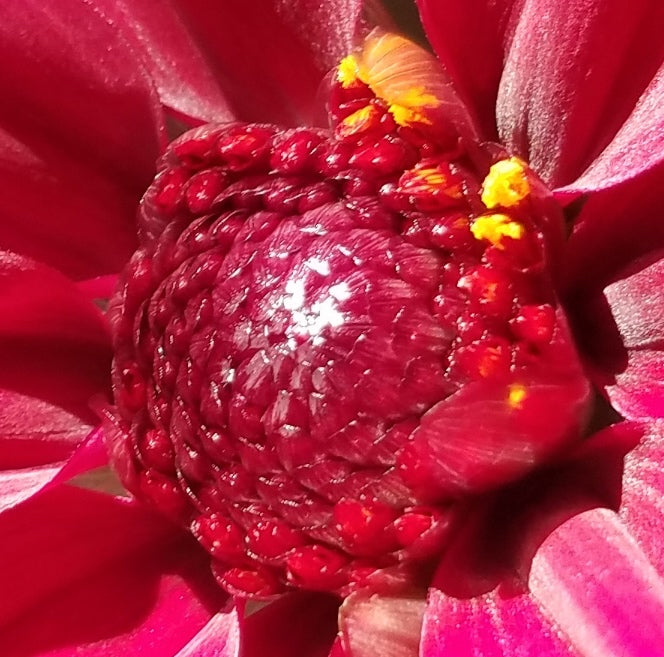 DAHLIA BURGUNDY FUCHSIA