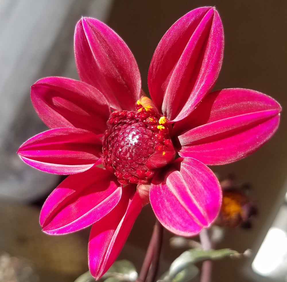 DAHLIA BURGUNDY FUCHSIA