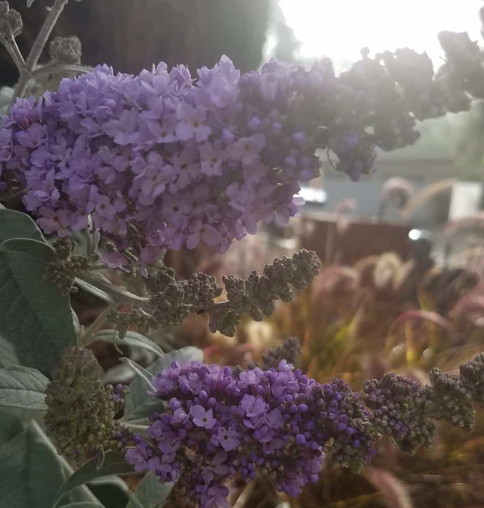BUDDLEIA PUGSTER AMETHYST BUTTERFLY BUSH