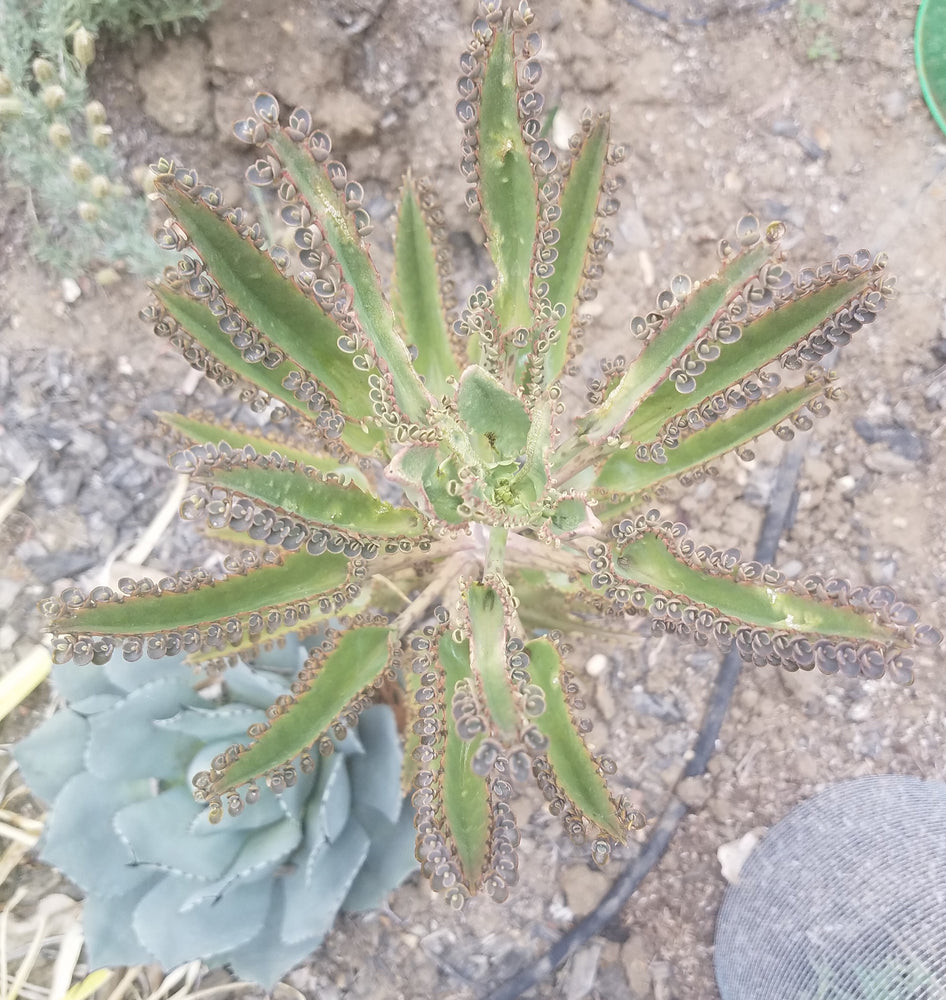 MOTHER OF MILLIONS