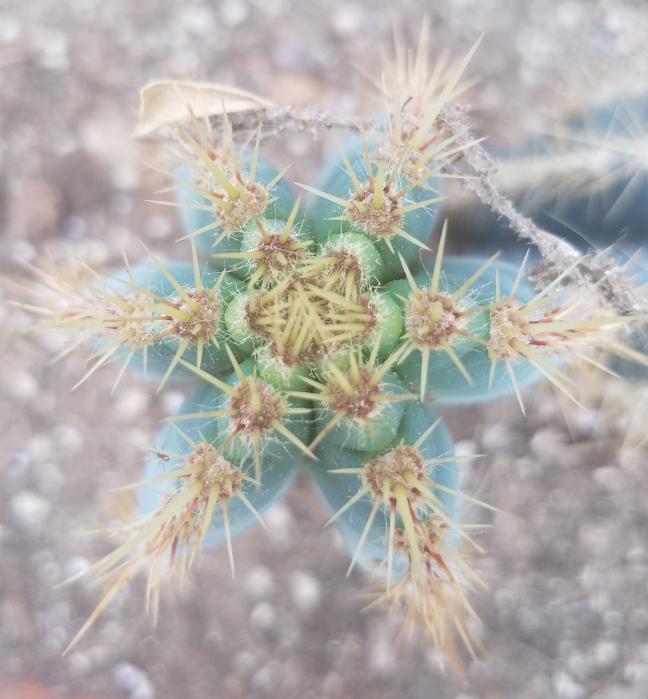 BLUE TORCH CACTUS