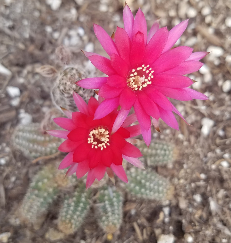ROSE QUARTZ PEANUT CACTUS