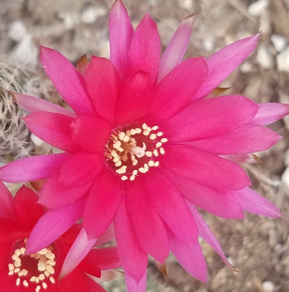 ROSE QUARTZ PEANUT CACTUS