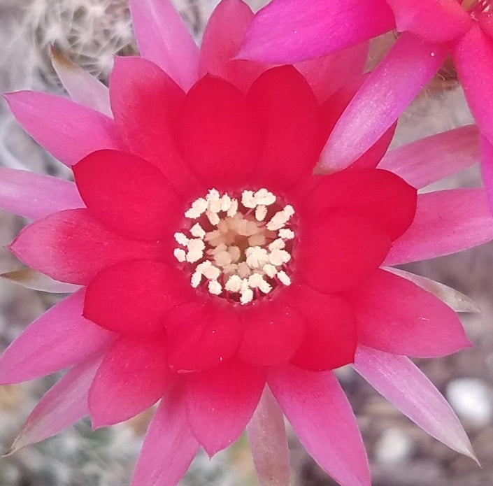 ROSE QUARTZ PEANUT CACTUS