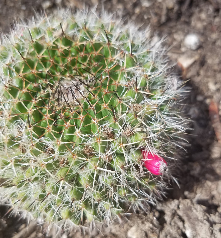 MAMMILLARIA BOCASANA CACTUS
