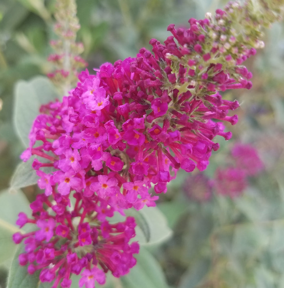 BUDDLEIA MISS MOLLY BUTTERFLY BUSH