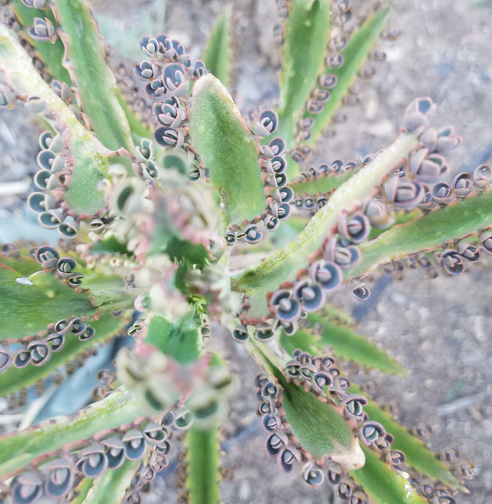 MOTHER OF MILLIONS