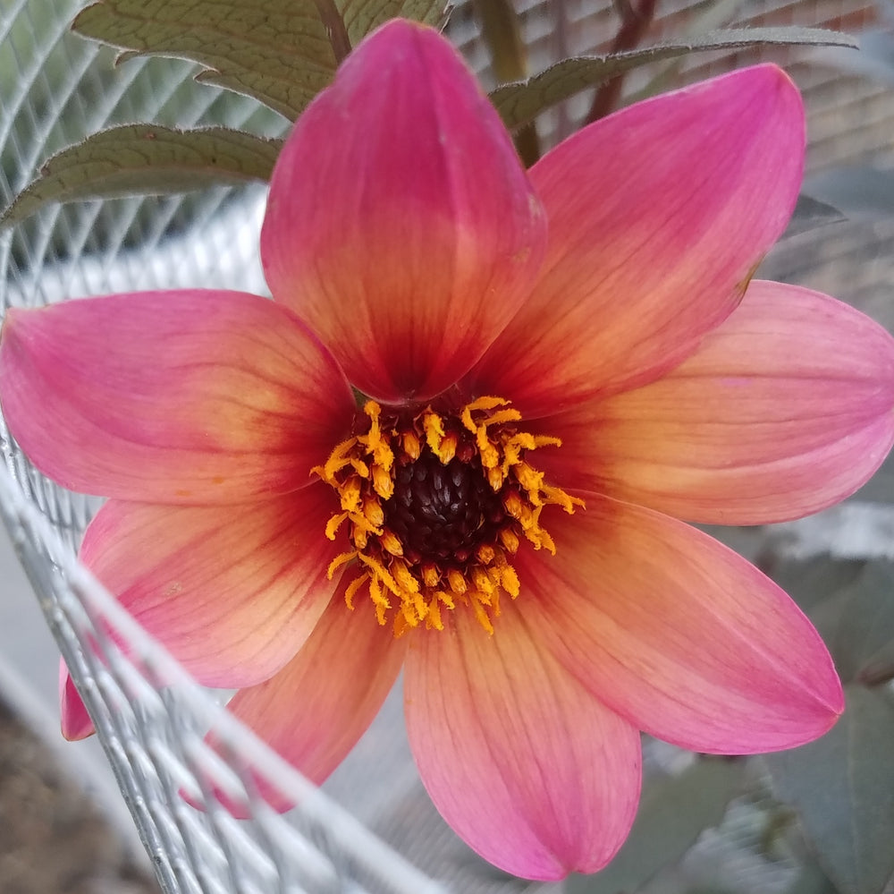 DAHLIA MYSTIC FANTASY