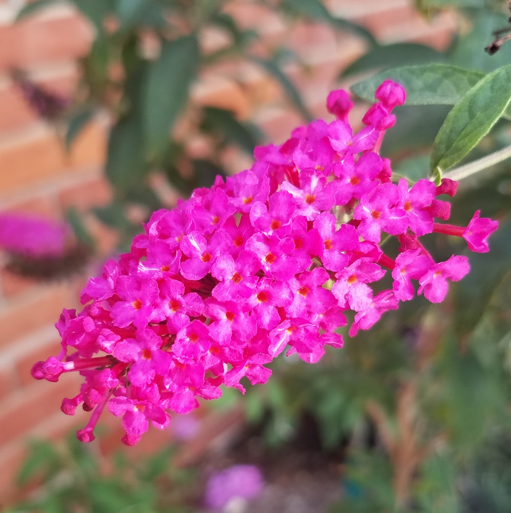 BUDDLEIA MISS MOLLY BUTTERFLY BUSH