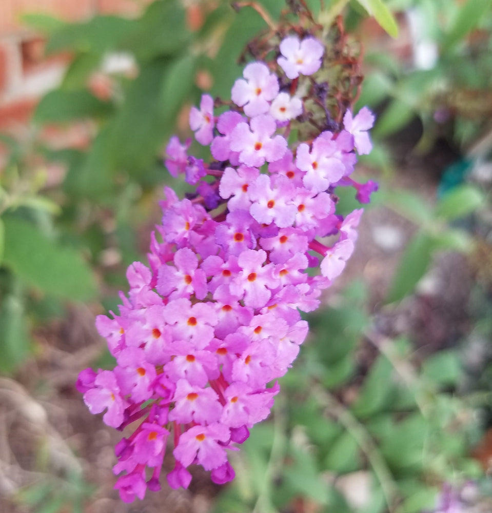 BUDDLEIA PINK MICRO CHIP BUTTERFLY BUSH