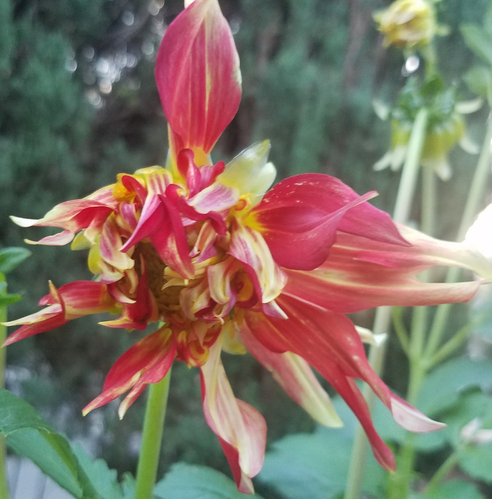 DAHLIA RED YELLOW