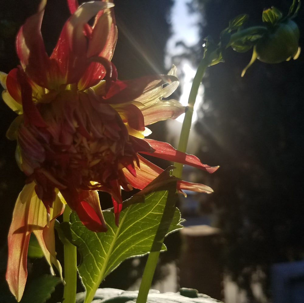 DAHLIA RED YELLOW