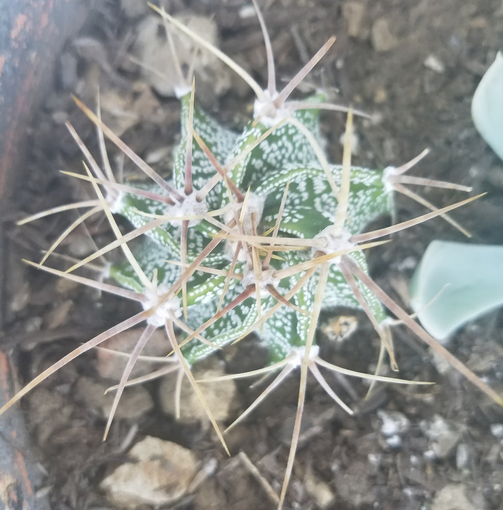 BISHOP'S CAP CACTUS