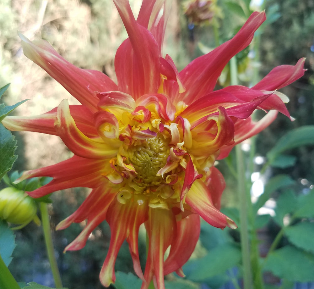 DAHLIA RED YELLOW