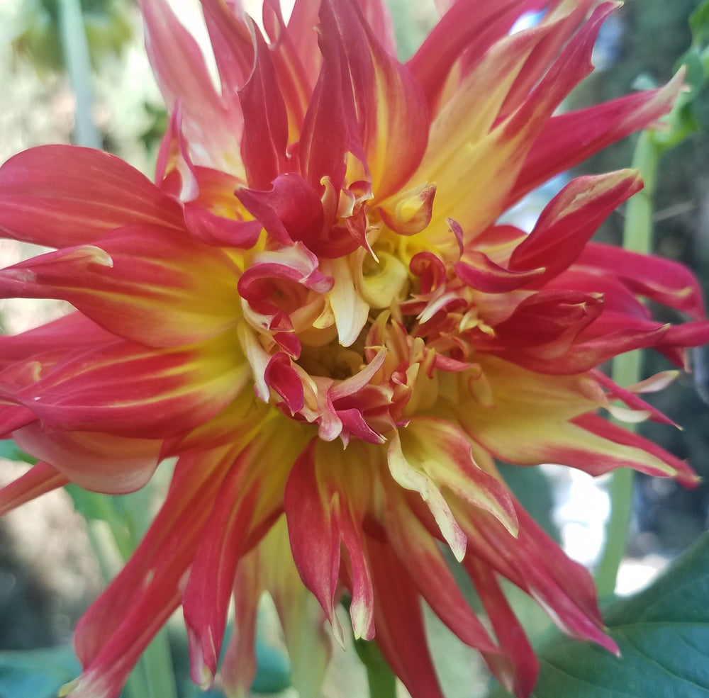 DAHLIA RED YELLOW