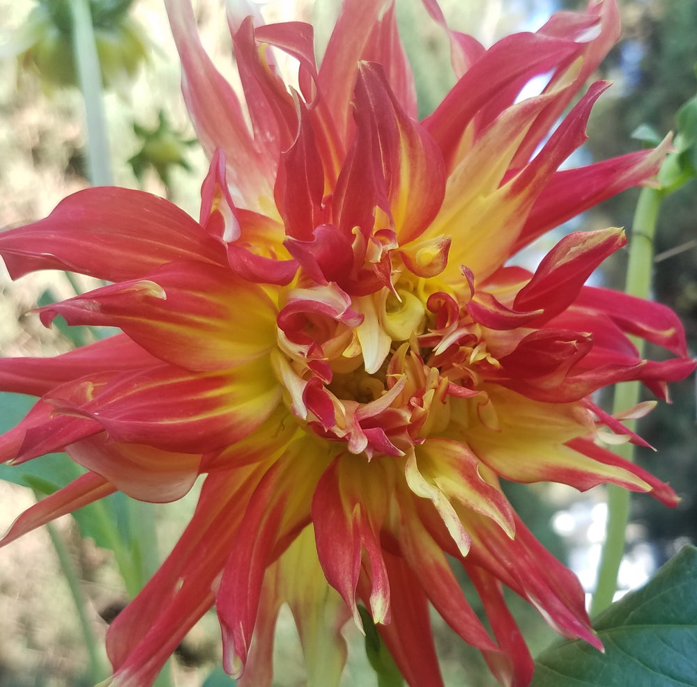DAHLIA RED YELLOW