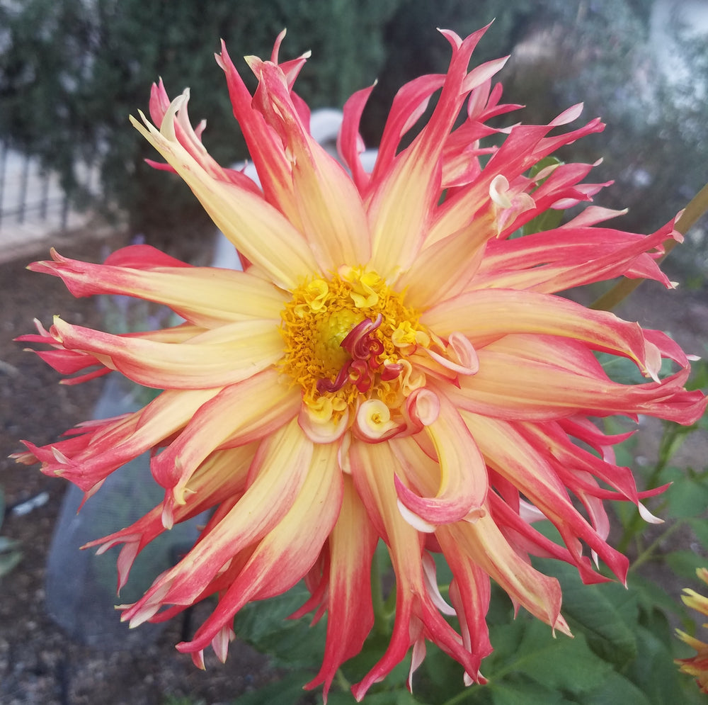 DAHLIA RED YELLOW