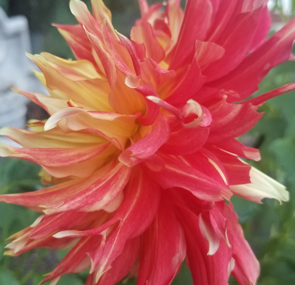 DAHLIA RED YELLOW
