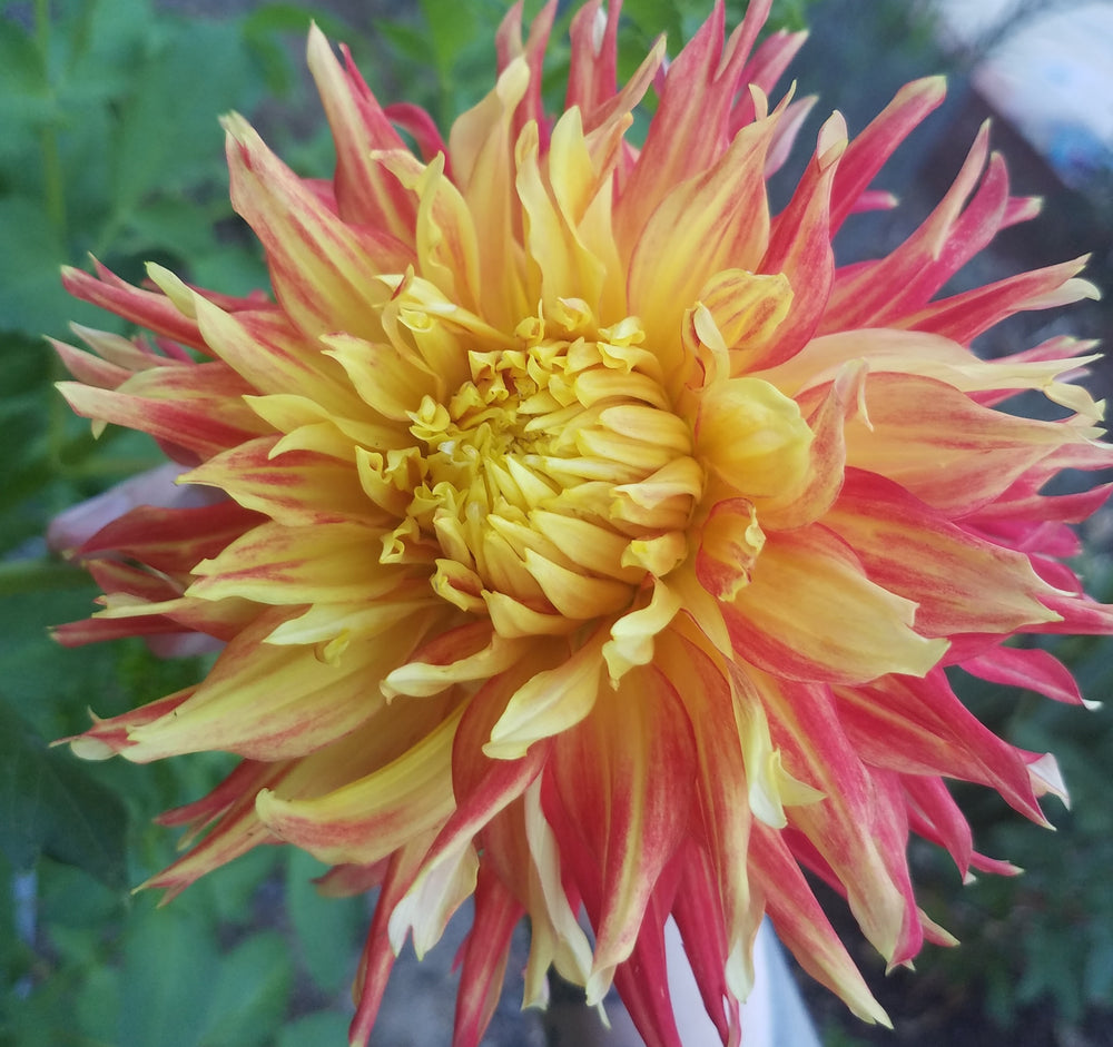 DAHLIA RED YELLOW