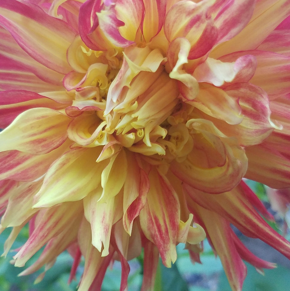 DAHLIA RED YELLOW