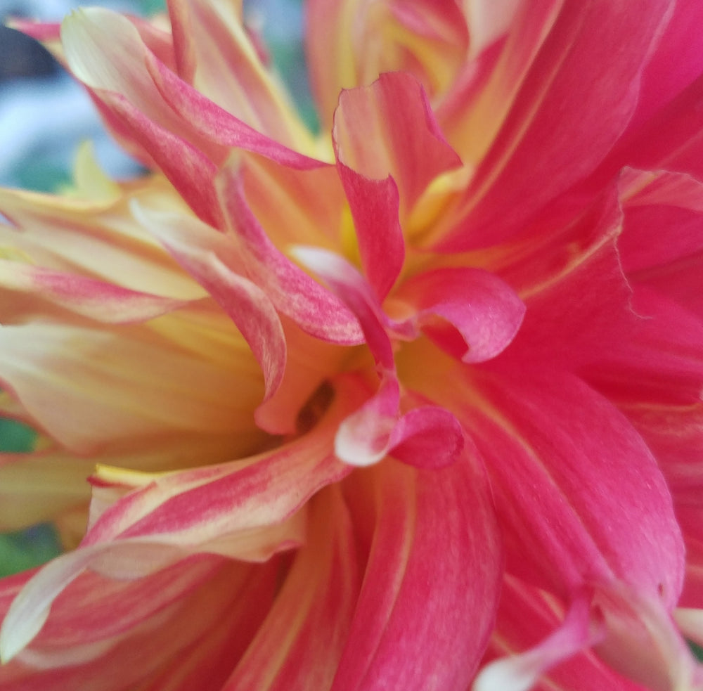 DAHLIA RED YELLOW