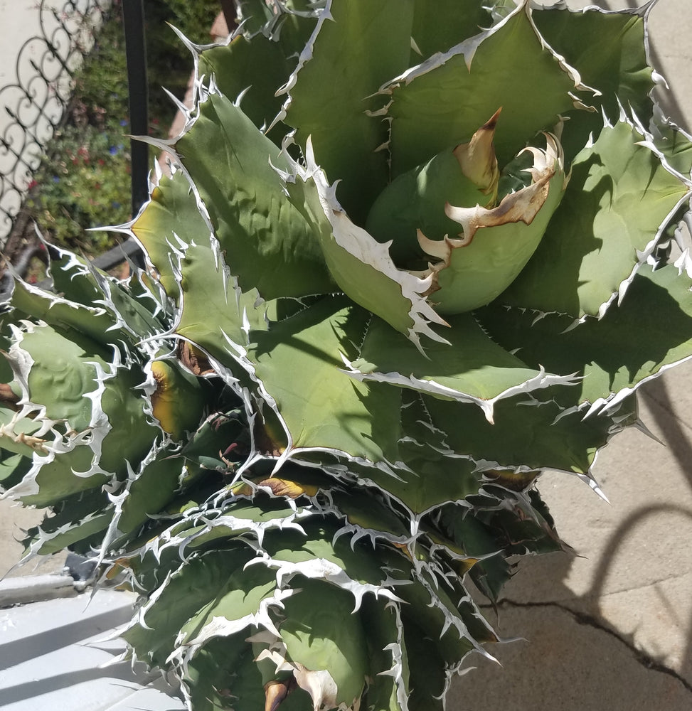 AGAVE
