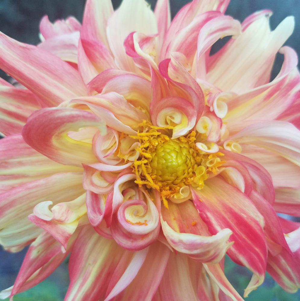 DAHLIA RED YELLOW