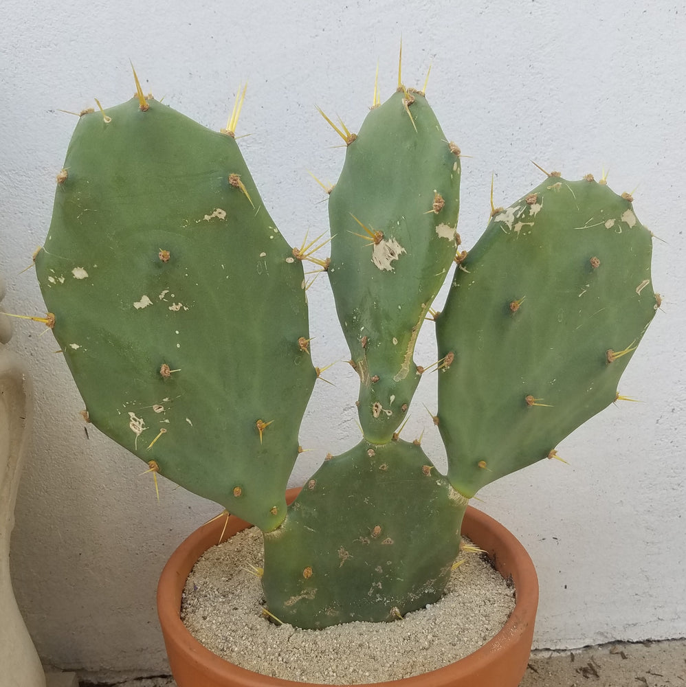 PRICKLY PEAR CACTUS
