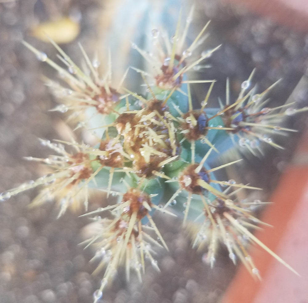 BLUE TORCH CACTUS