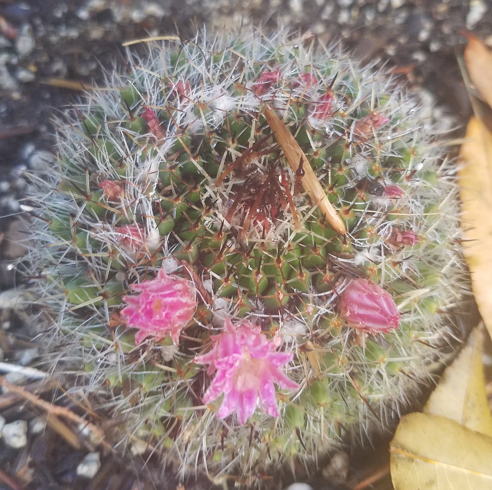 MAMMILLARIA BOCASANA CACTUS