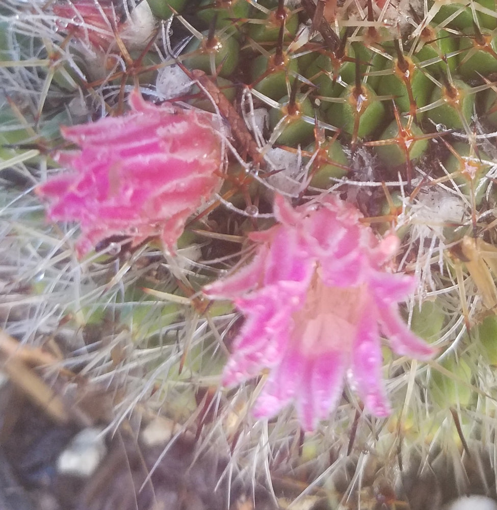 MAMMILLARIA BOCASANA CACTUS