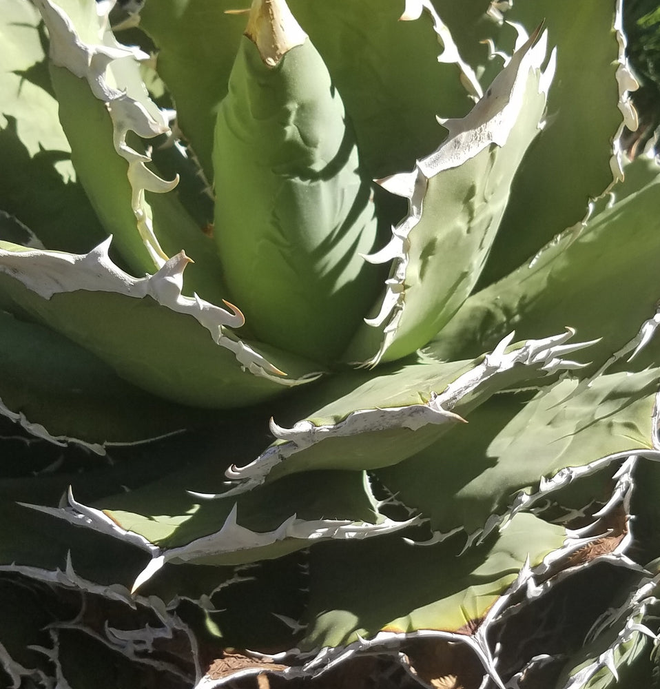 AGAVE