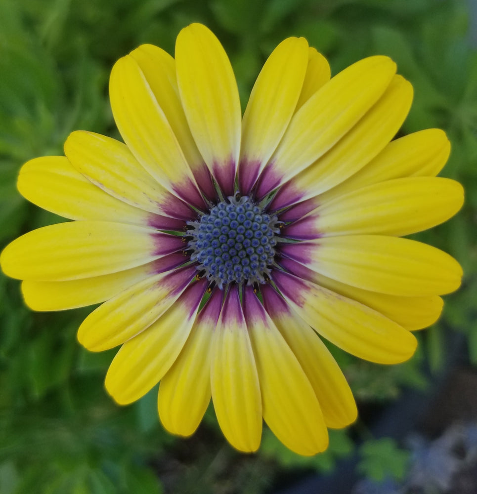 AFRICAN DAISY BLUE EYED BEAUTY