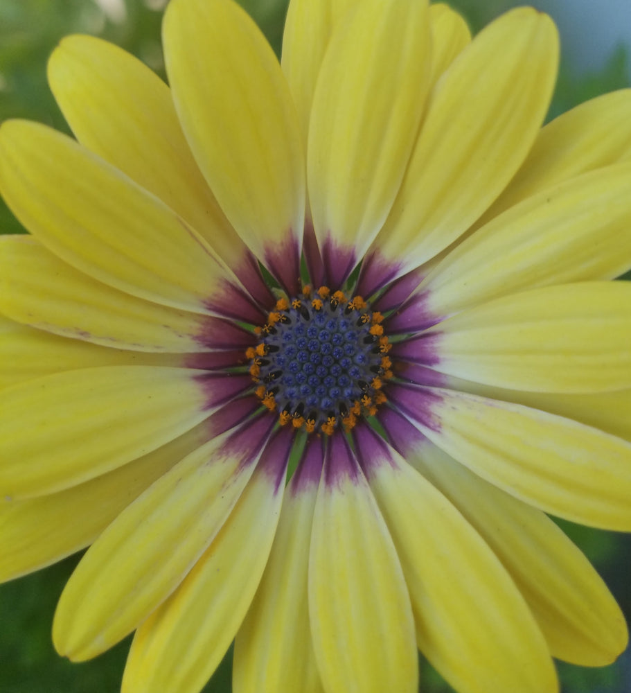 AFRICAN DAISY BLUE EYED BEAUTY