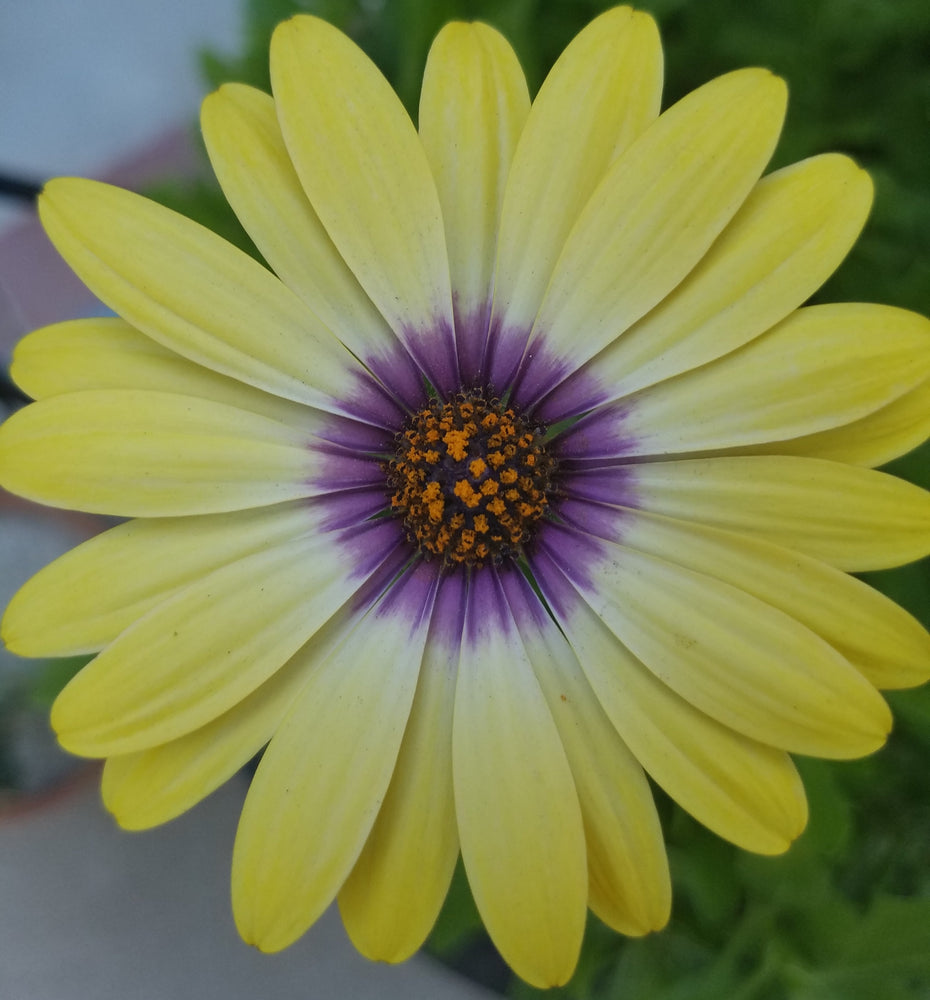 AFRICAN DAISY BLUE EYED BEAUTY