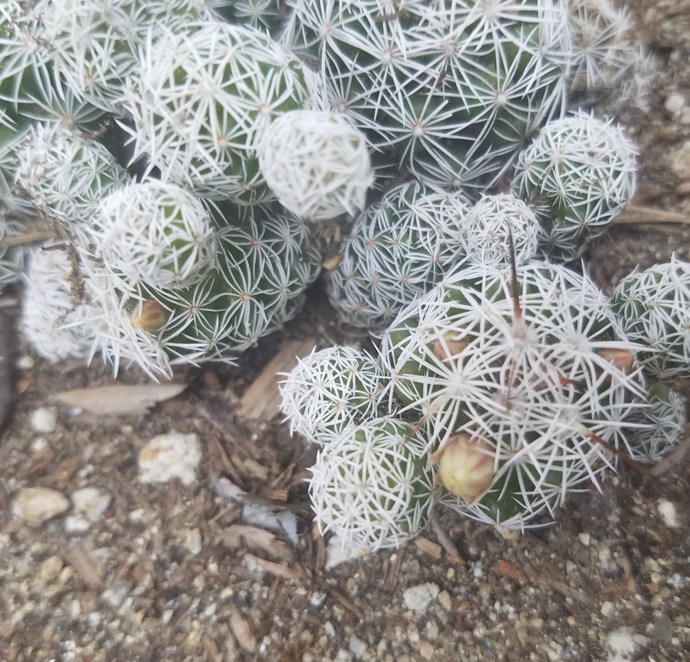 THIMBLE MAMMILLARIA CACTUS