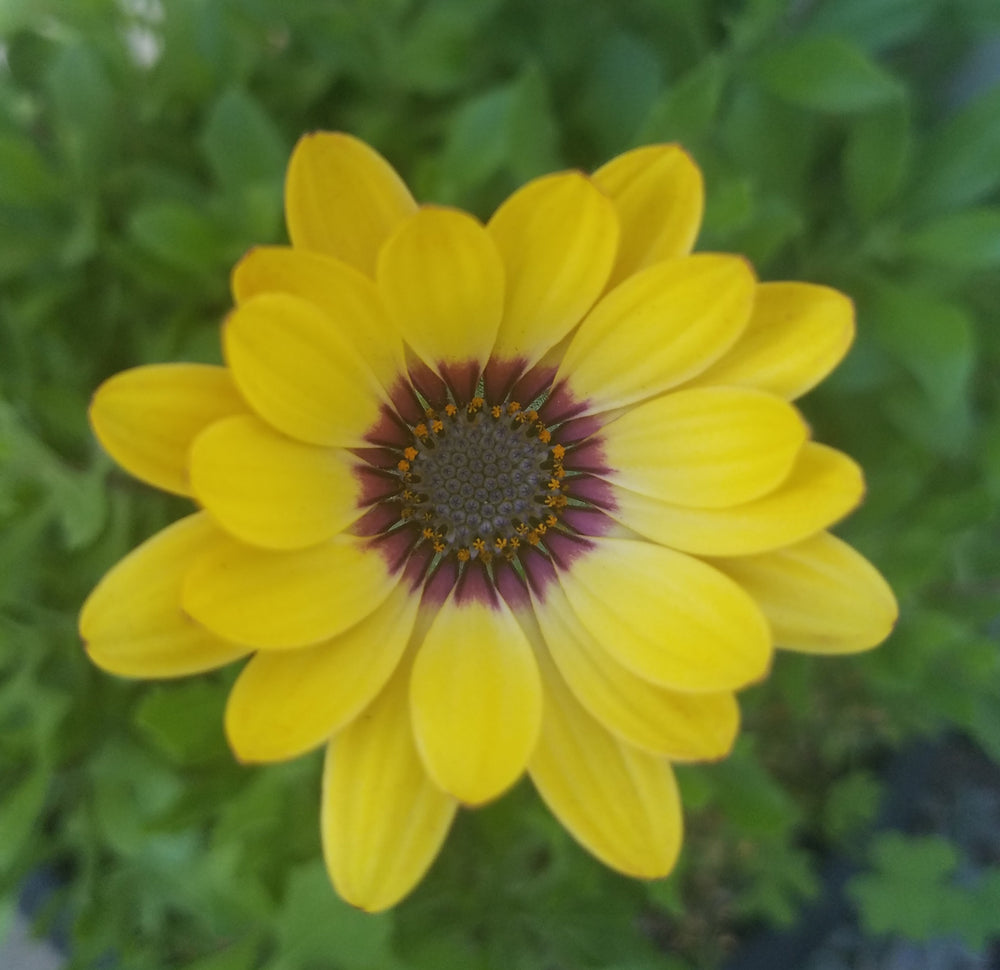 AFRICAN DAISY BLUE EYED BEAUTY