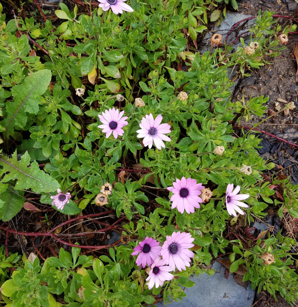AFRICAN DAISY PURPLE CAPE MARGUERITE
