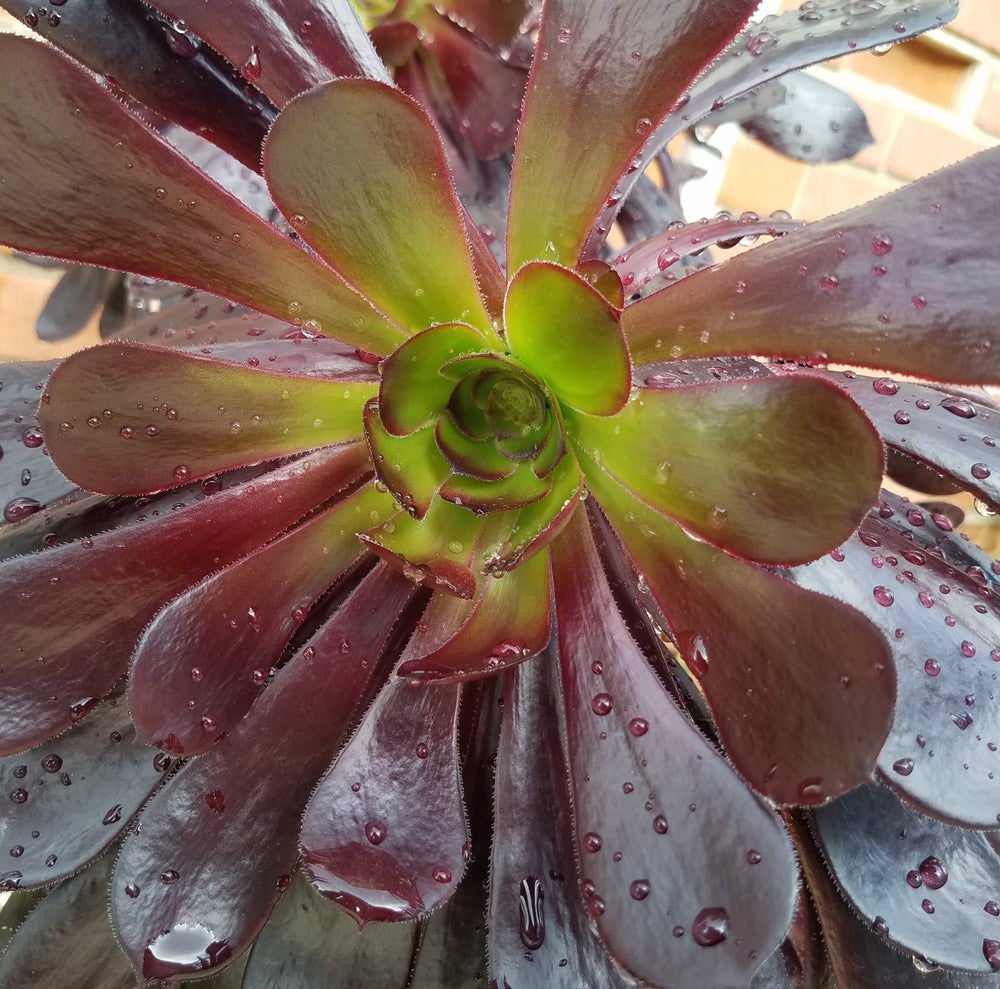 AEONIUM BLACK