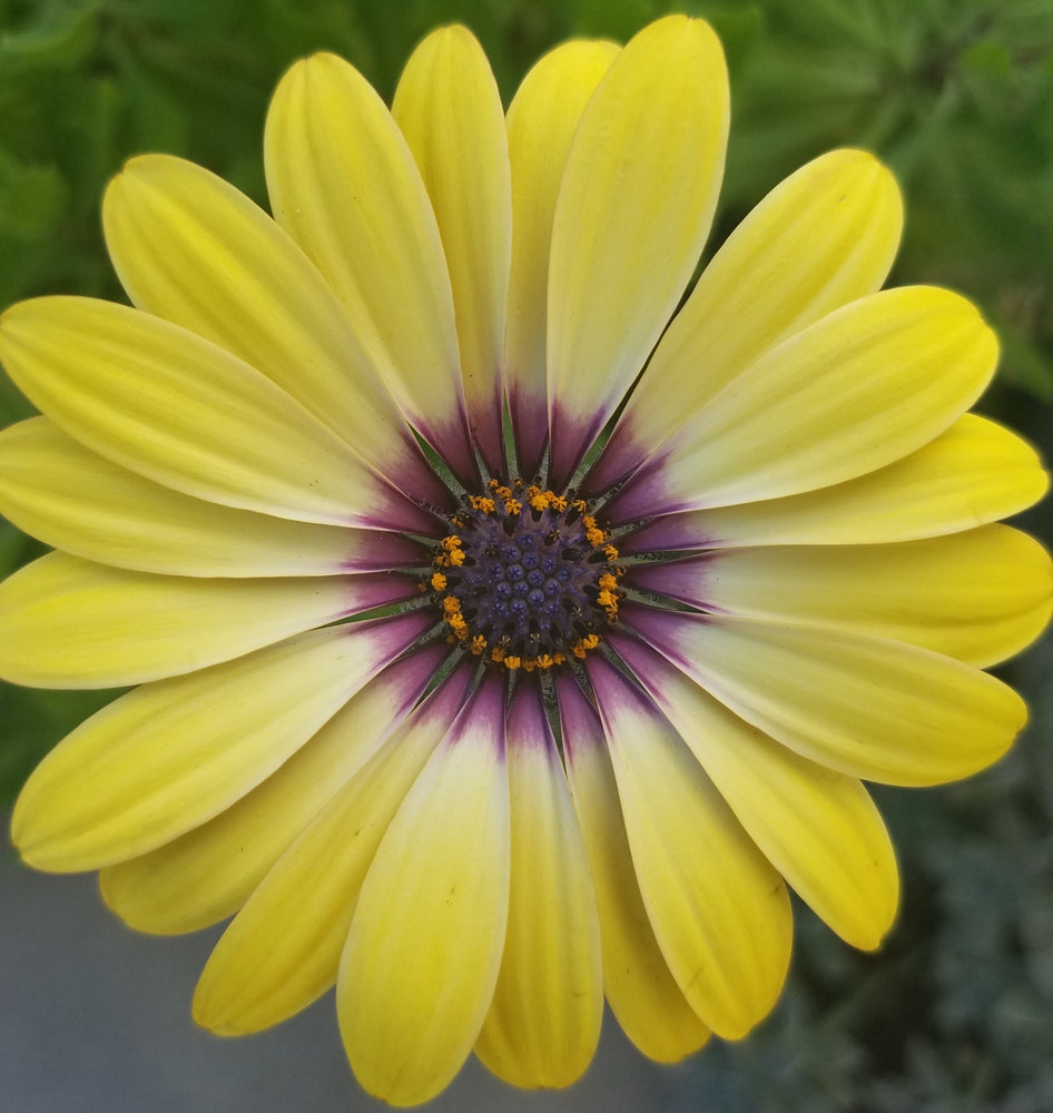 AFRICAN DAISY BLUE EYED BEAUTY