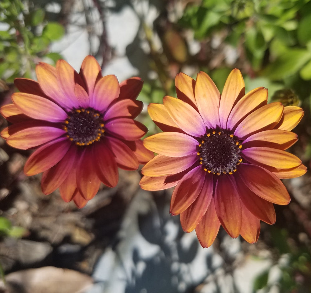 AFRICAN DAISY PURPLE CAPE MARGUERITE