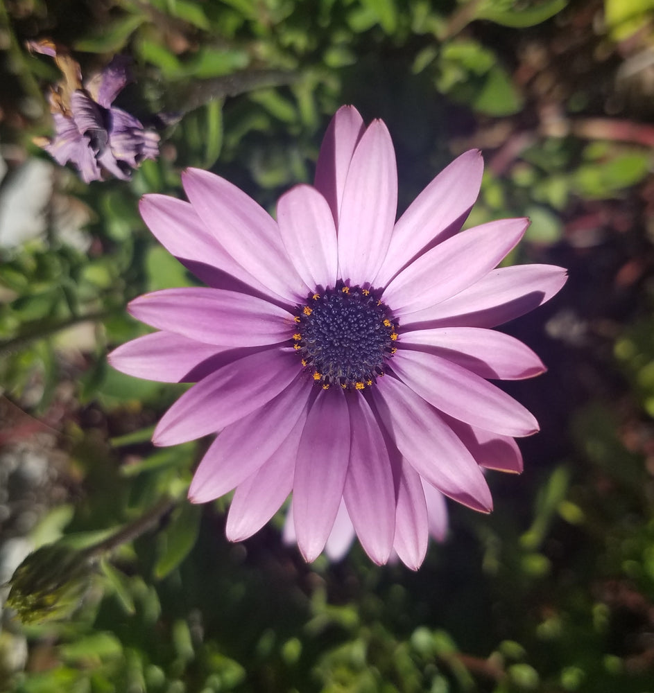 AFRICAN DAISY PURPLE CAPE MARGUERITE