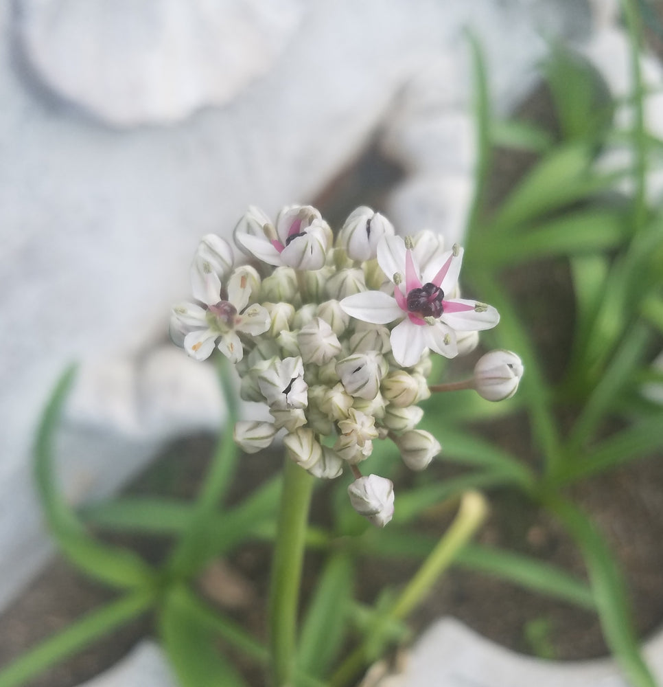 ALLIUM SILVER SPRING