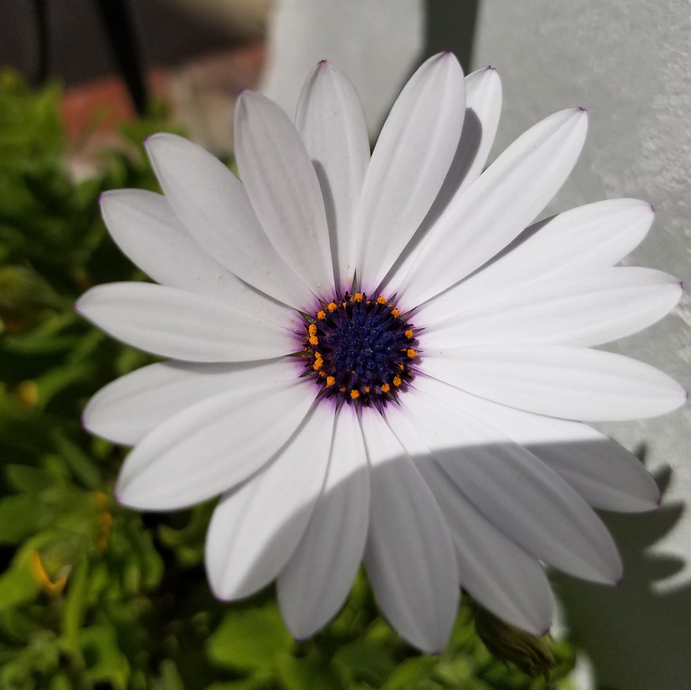 AFRICAN DAISY WHITE CAPE MARGUERITE