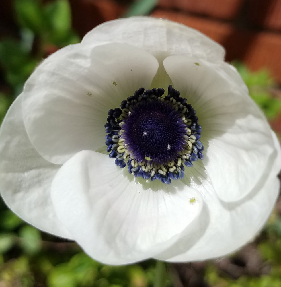 ANEMONE BLACK & WHITE