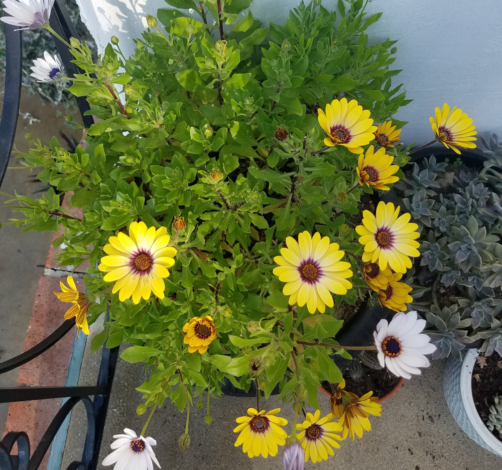 AFRICAN DAISY BLUE EYED BEAUTY