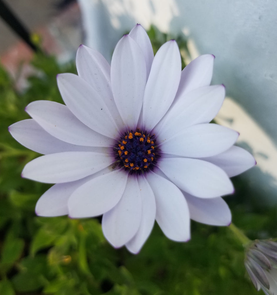 AFRICAN DAISY WHITE CAPE MARGUERITE