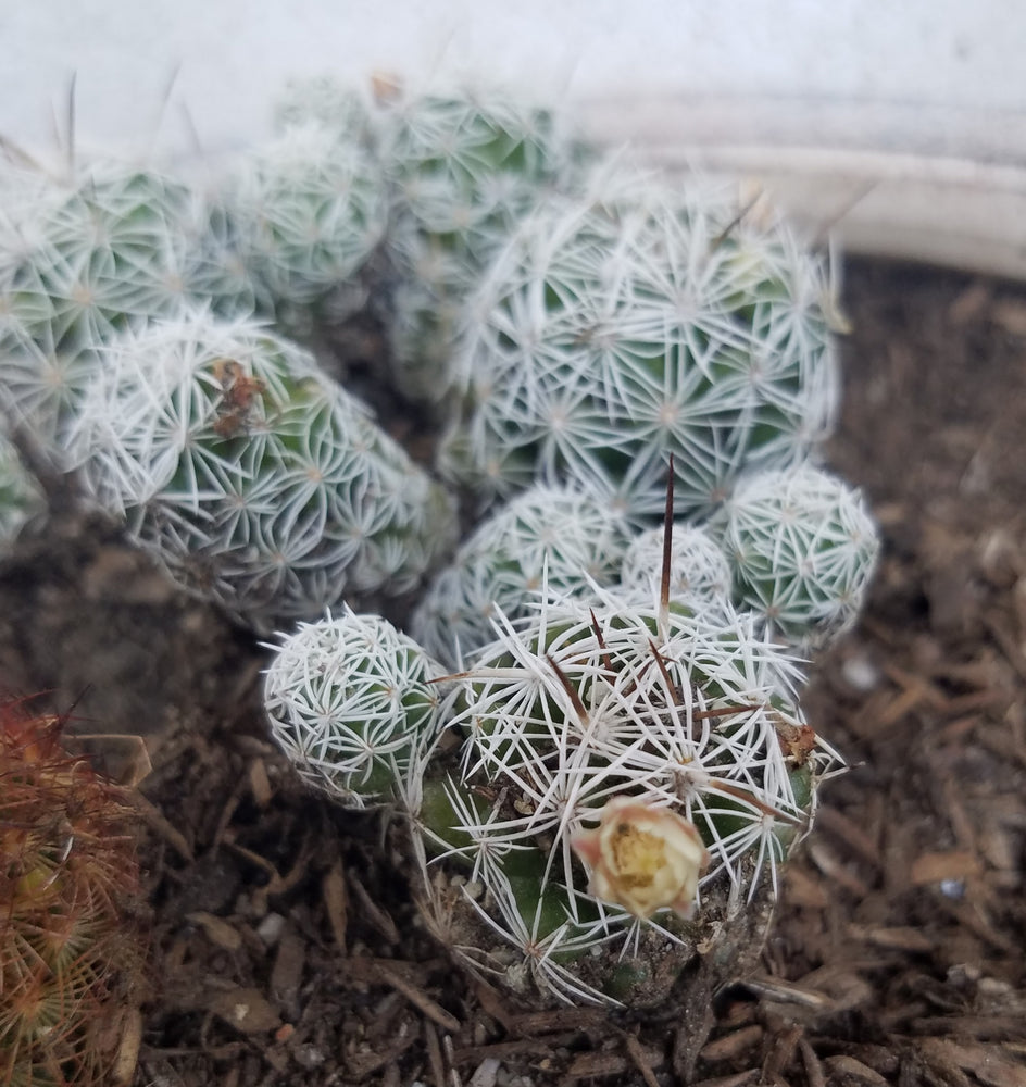 THIMBLE MAMMILLARIA CACTUS