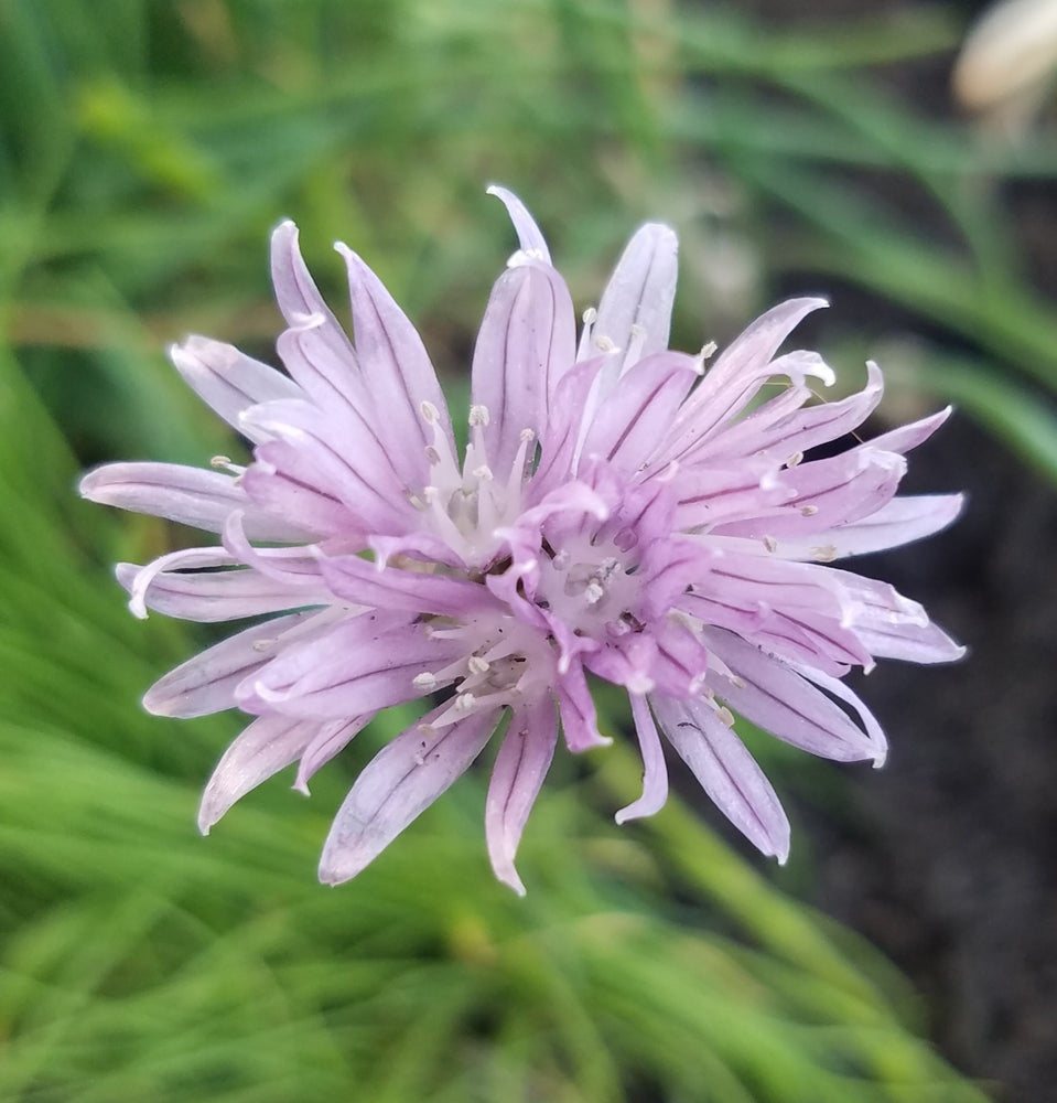 CHIVES