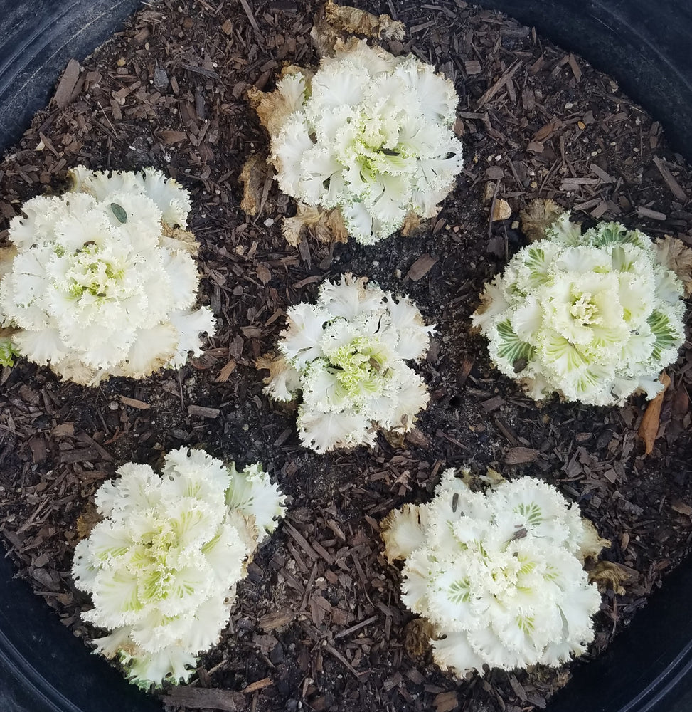 ORNAMENTAL CABBAGE WHITE